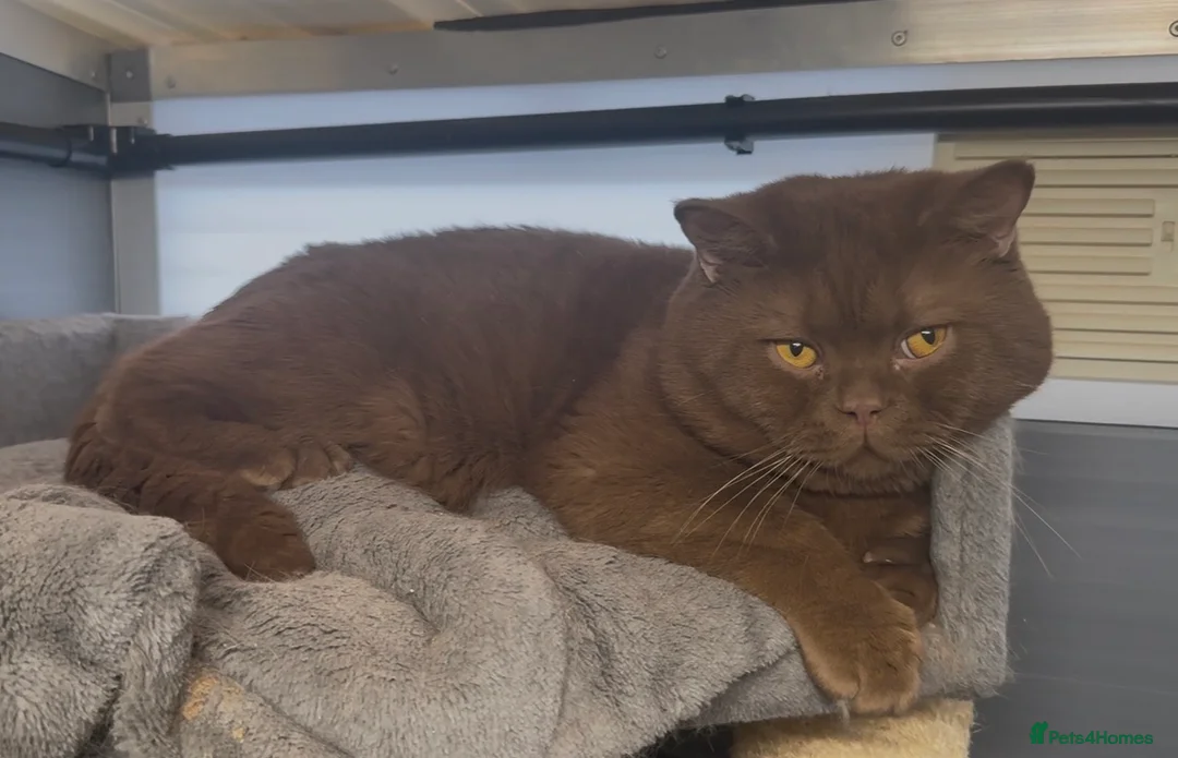 British Shorthair cats for sale: Beautiful chunky cinnamon boys looking new home - Advert 2