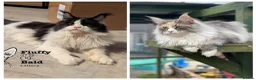 Maine Coon cats for sale: Outstanding Russian line kittens  - Advert 3