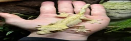 Gecko reptiles for sale: Crested Geckos Sale Essex/Upminster  - Advert 6