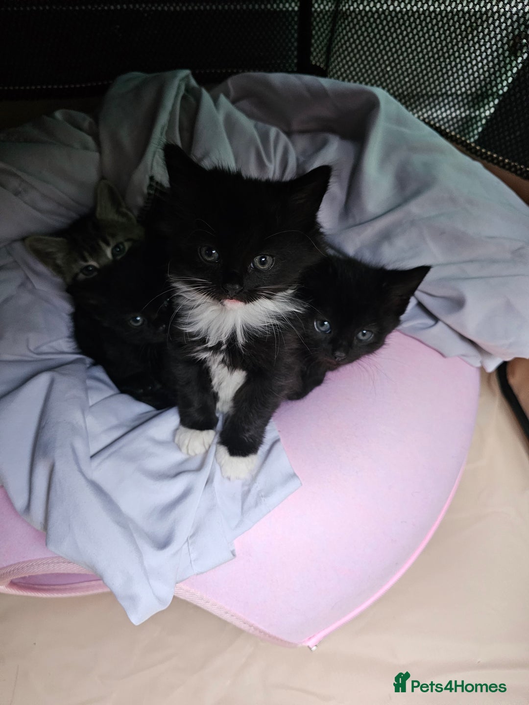 Mixed Breed cats for sale: 4 Gorgeous Bombay-Heritage Kittens- Litter Trained - Advert 6