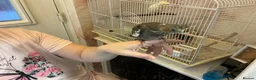 Cockatiels birds for sale: Hand tame cockatiels - Advert 4