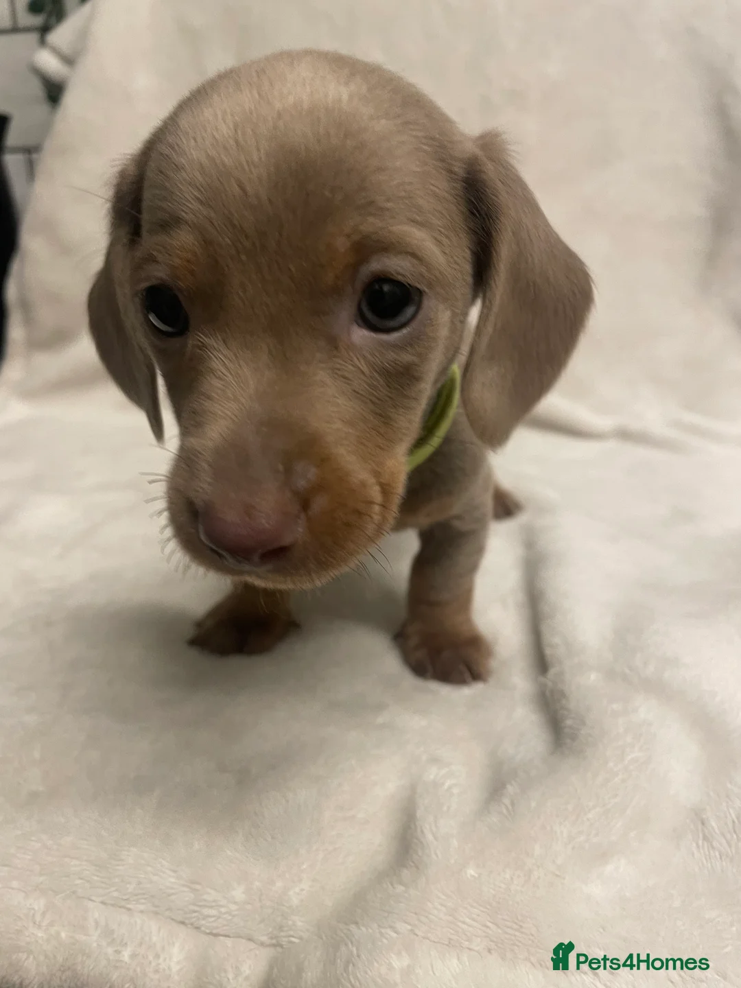 Dachshund dogs for sale: Isabella and tan miniature dachshunds  - Advert 9