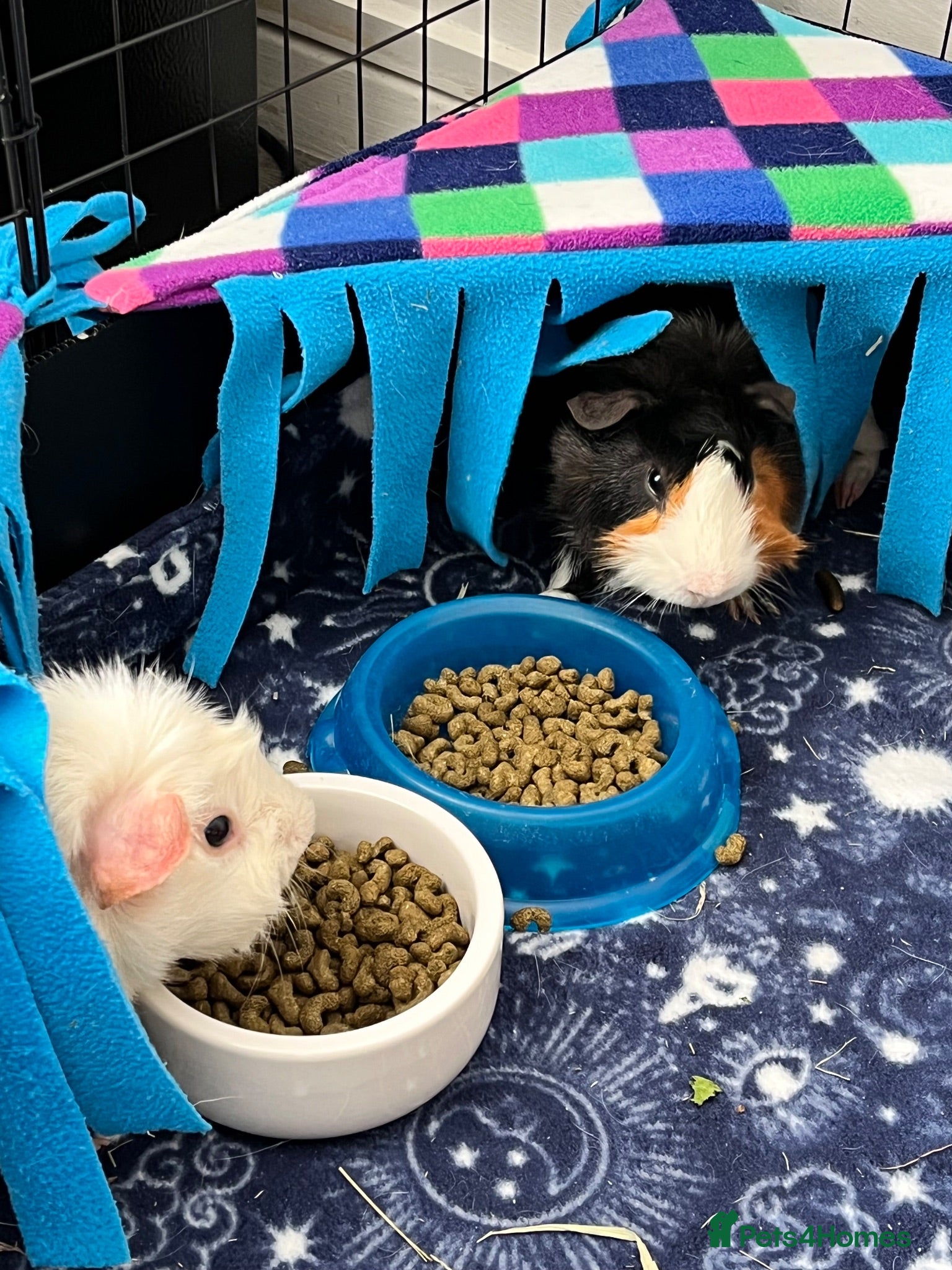 Guinea Pig rodents Arthur and Leon  - Advert 12