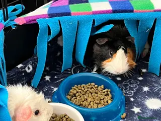Guinea Pig rodents Arthur and Leon - Advert 1