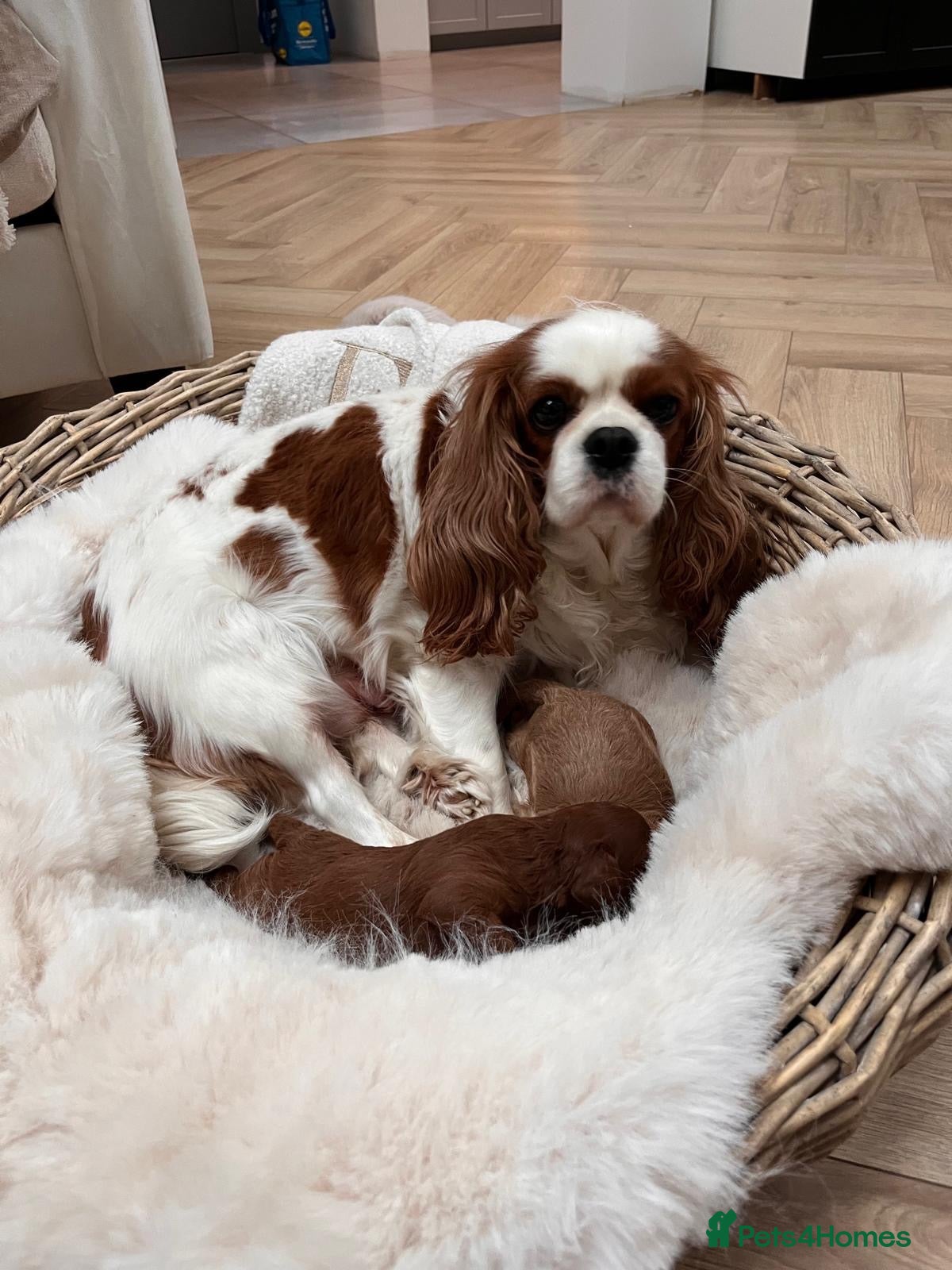 Cavapoo dogs for sale: Cavapoo boy - Advert 1