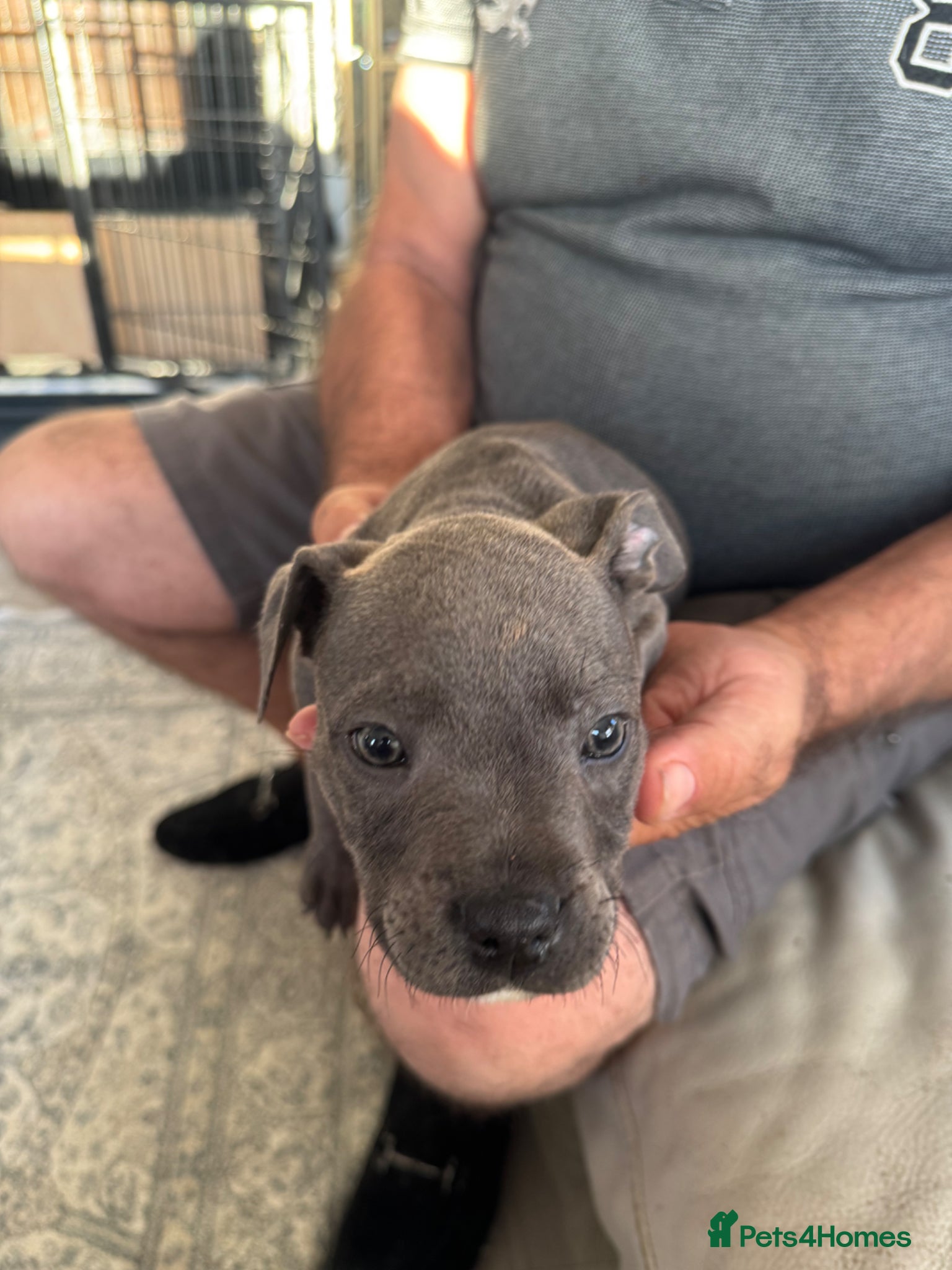 Staffordshire Bull Terrier dogs for sale: staff puppy for sale ready to go  in Cambridge - Advert 12