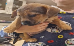 Mixed Breed dogs for sale: Beautiful Patterdale × Jack Chi Puppies - Image 12