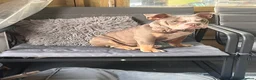 English Bulldog dogs for sale: Female English bulldog  in Letchworth Garden City - Advert 2