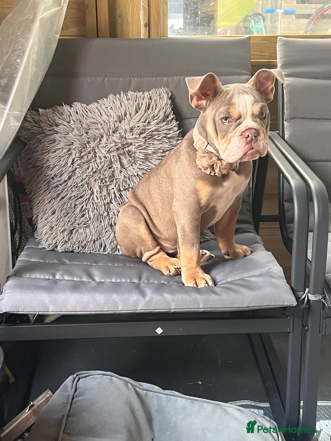 English Bulldog dogs for sale: Female English bulldog  in Letchworth Garden City - Advert 2