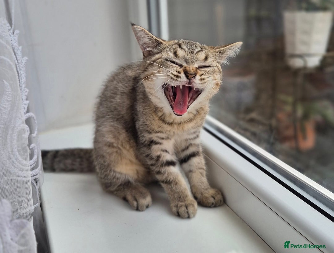 British Shorthair cats for sale: British shorthair  - Image 11