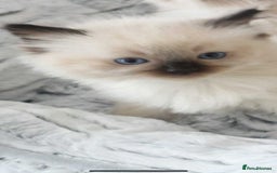 Ragdoll cats for sale: INDOOR FULL PEDIGREE RAGDOLL KITTENS - Image 25