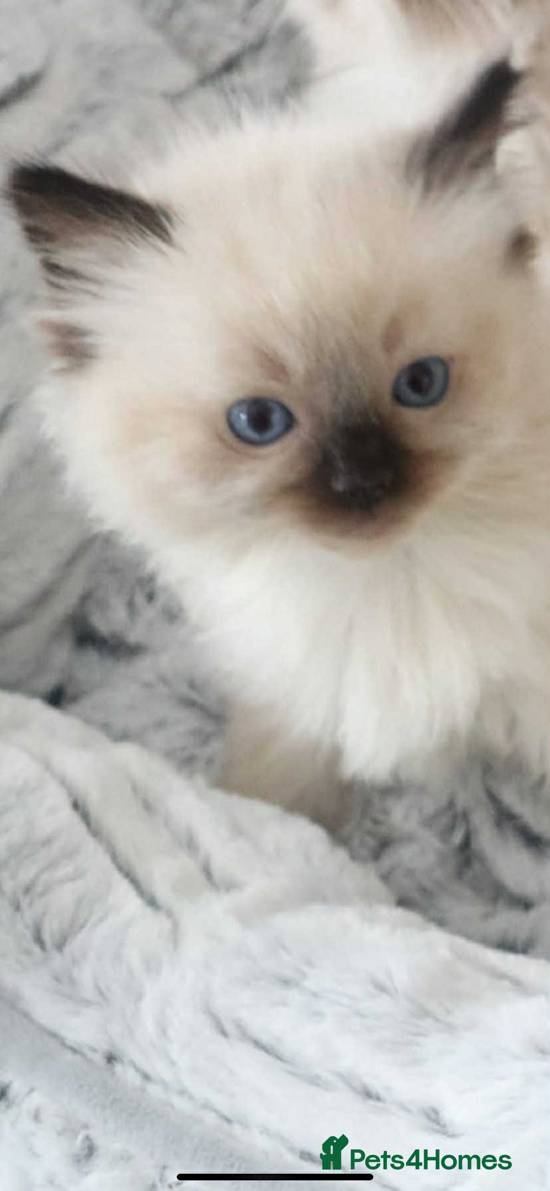 Ragdoll cats for sale: INDOOR FULL PEDIGREE RAGDOLL KITTENS - Image 25