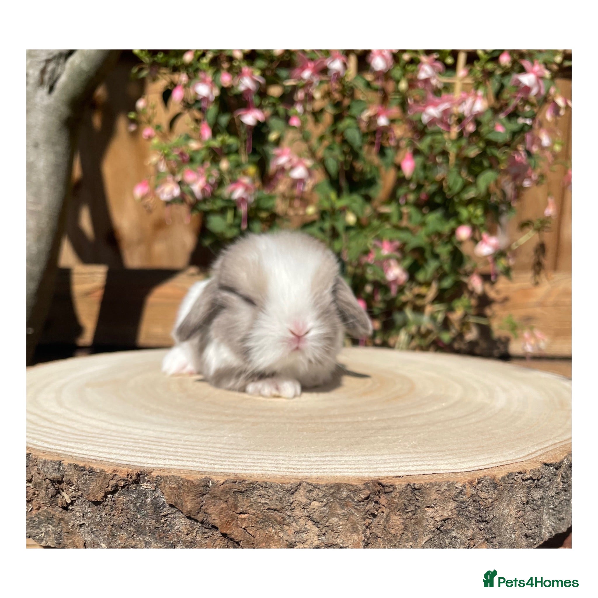 Mini Lop rabbits Beautiful mini lops for sale  - Advert 1
