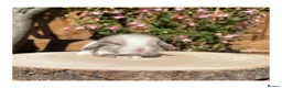 Mini Lop rabbits for sale: Beautiful mini lops for sale  - Advert 12