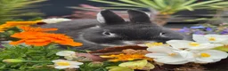 Netherland Dwarf rabbits for sale: Netherland dwarf bunny rabbits silly tame - Advert 8