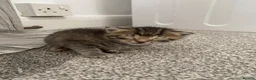 Mixed Breed cats for sale: Kittens looking for a new loving home in London - Advert 5