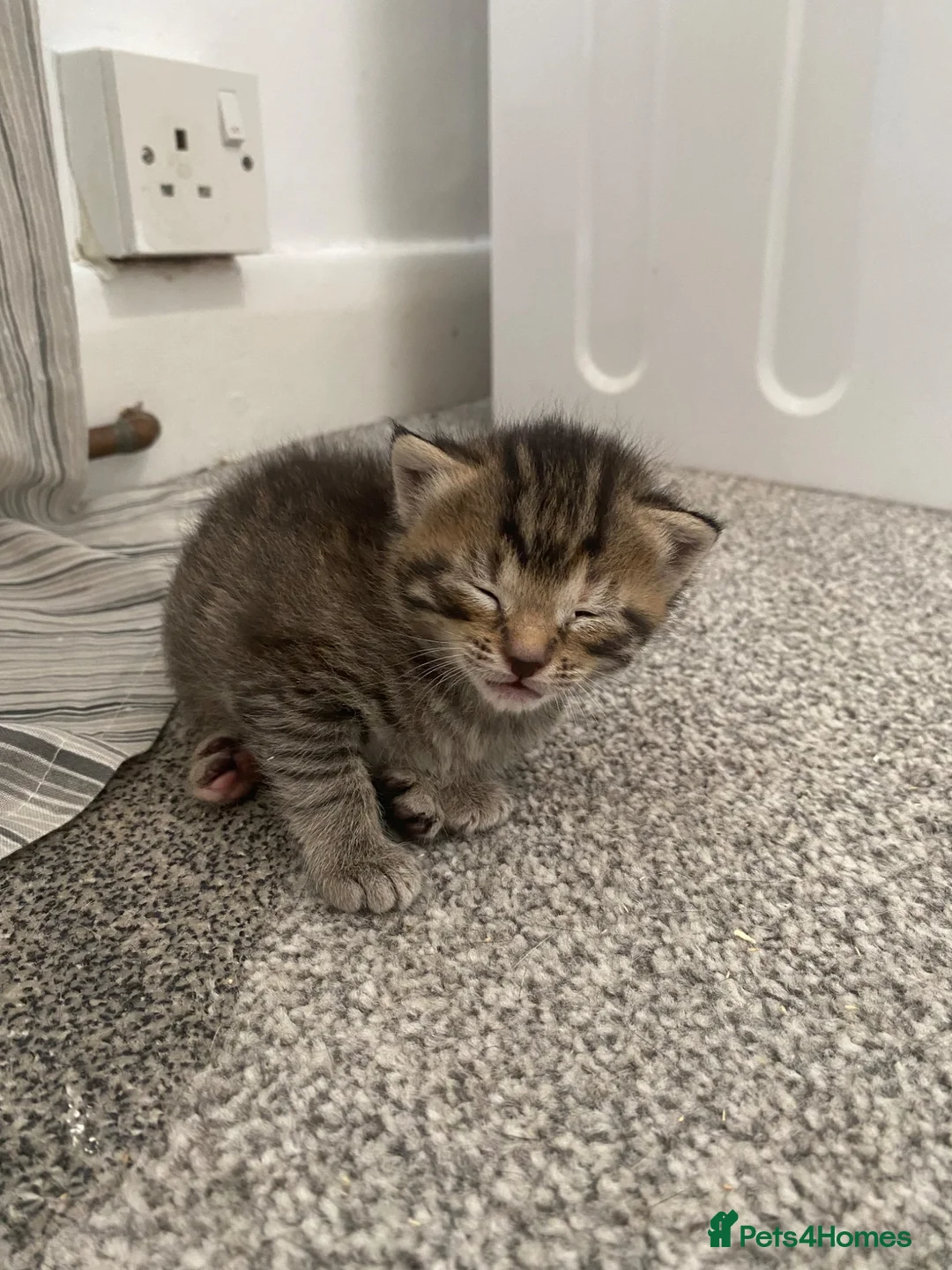 Mixed Breed cats for sale: Kittens looking for a new loving home in London - Advert 5
