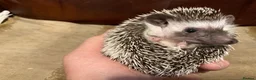 Pygmy Hedgehog rodents for sale: African Pygmy Hedghogs - Advert 2