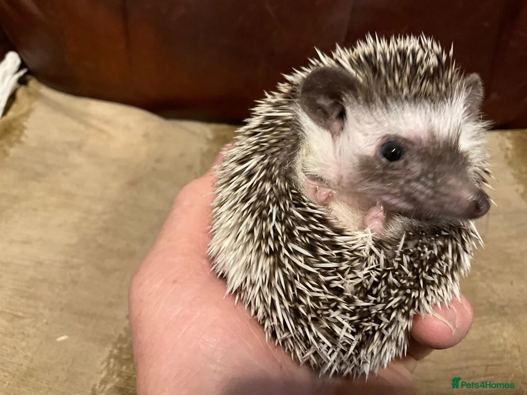 Pygmy Hedgehog rodents for sale: African Pygmy Hedghogs - Advert 2
