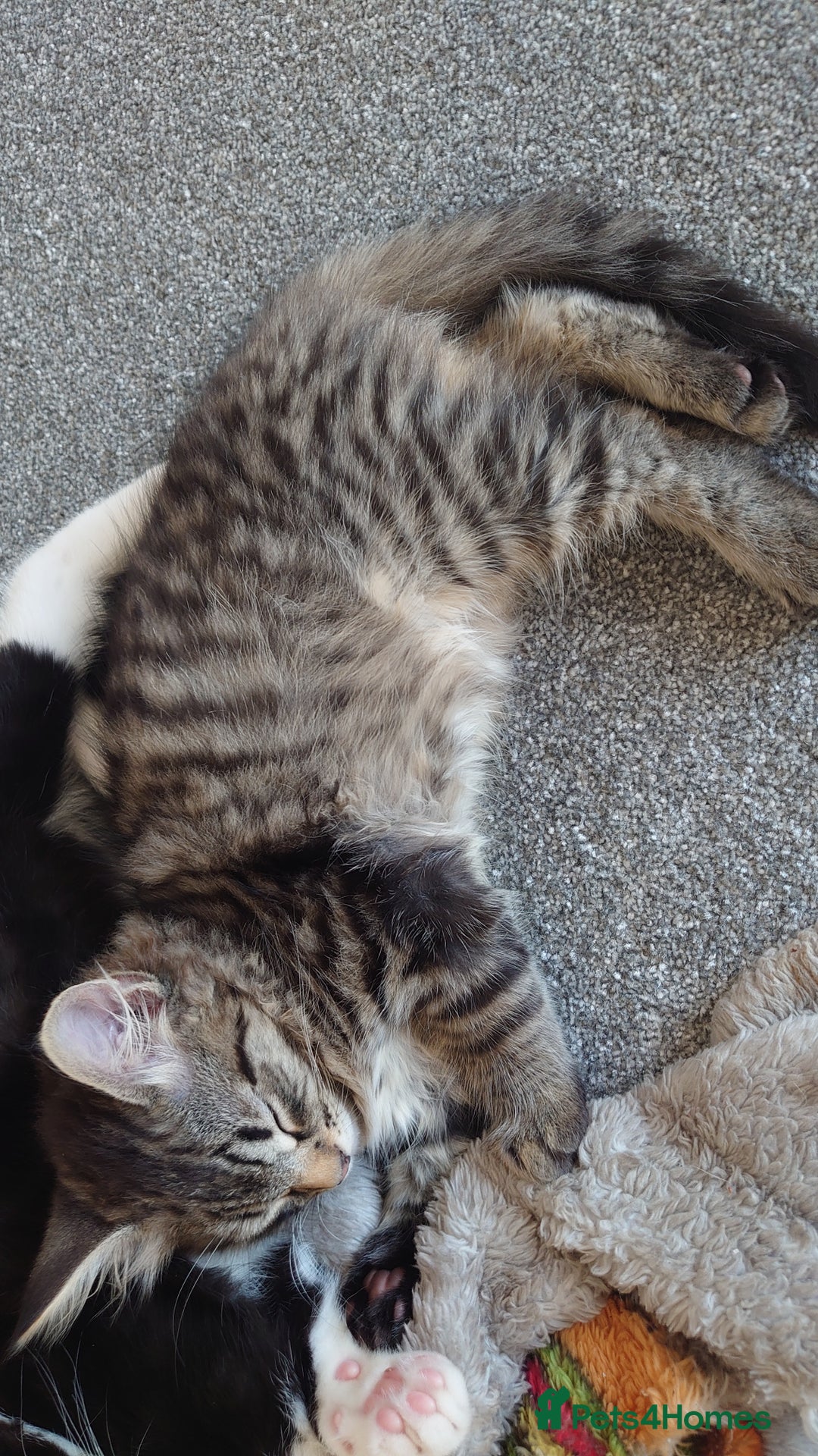 Mixed Breed cats for sale: Kittens ready now - Advert 4