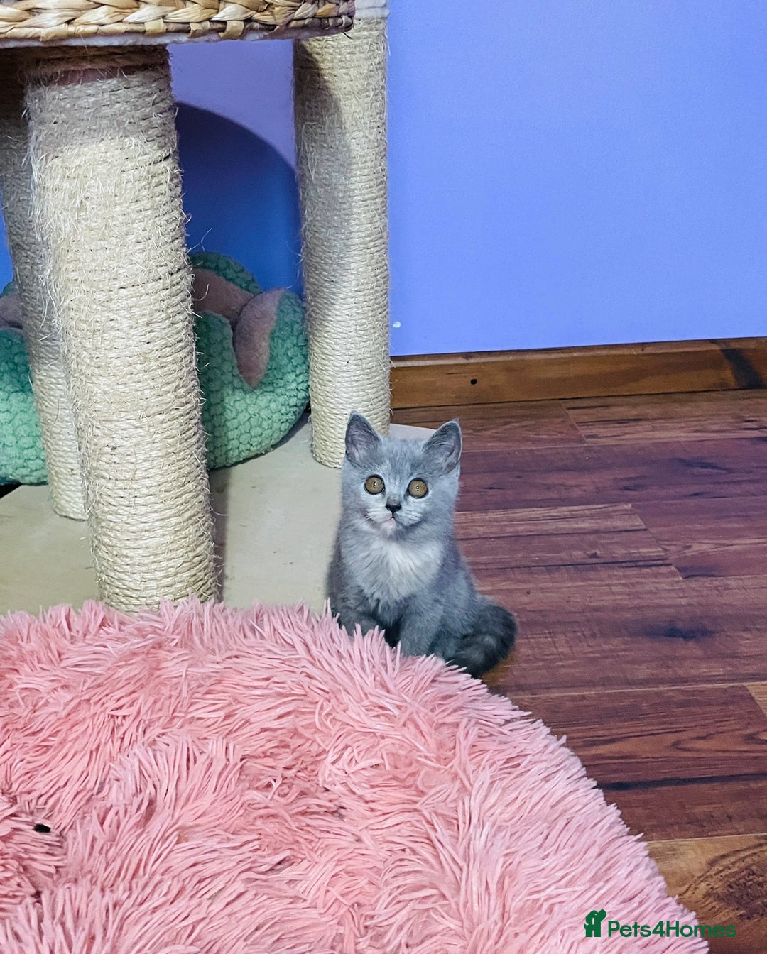 Scottish Fold cats for sale: Beautiful litter of Scottish fold  😍 - Image 23