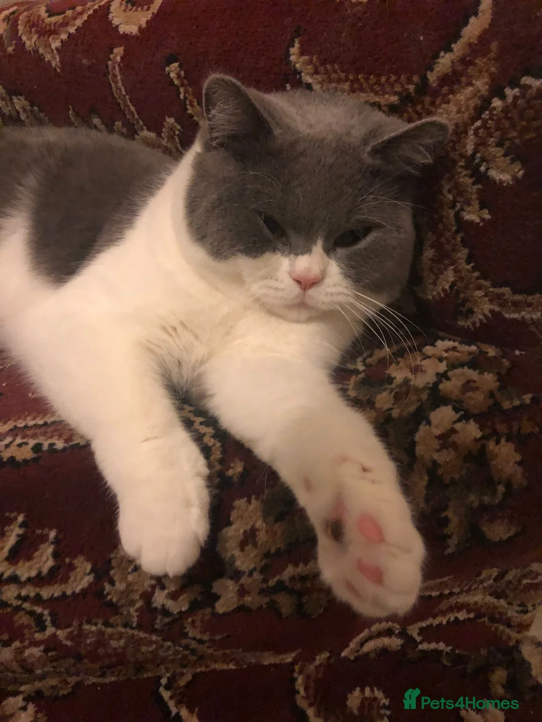 British Shorthair cats for sale: Indoor BSH male cat for sale (5yrs old) - Advert 4