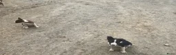 Border Collie dogs for sale: 5 Male Gorgeous Border Collie Pups - Advert 13