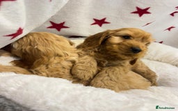 Cockapoo dogs for sale: Cockapoo puppies for sale - Image 6