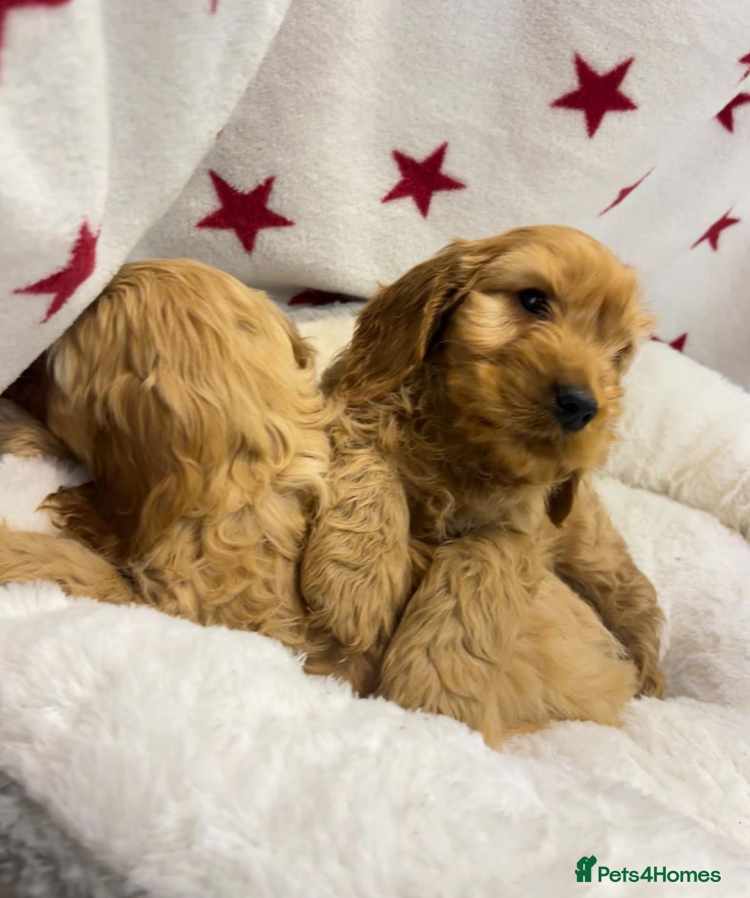 Cockapoo dogs for sale: Cockapoo puppies for sale - Image 6