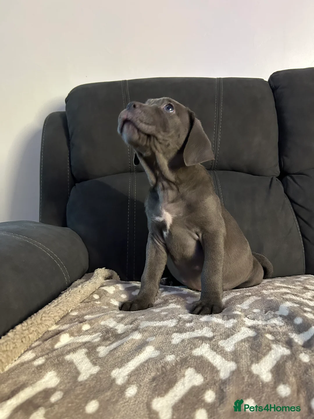 Cane Corso dogs for sale: Cane corso champion bloodline pups  - Advert 7