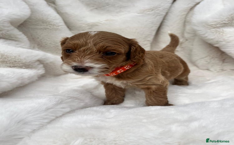 Australian Labradoodle dogs - Advert 2