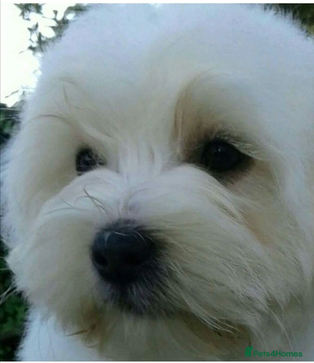 Coton De Tulear dogs for sale: K.C reg Coton de Tulear Puppies inc World Champion - Advert 24