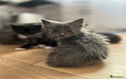 Ragcoon cats for sale: Ragcoons!  in Shepton Mallet - Image 3