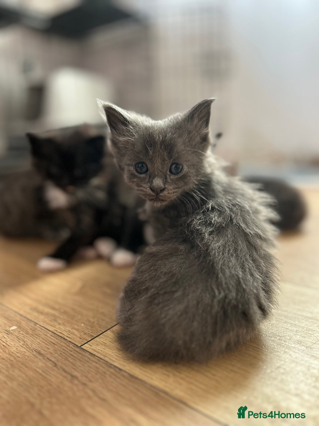 Ragcoon cats for sale: Ragcoons!  in Shepton Mallet - Image 3