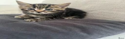 Mixed Breed cats for sale: 3x male kittens for sale in Liverpool - Advert 3