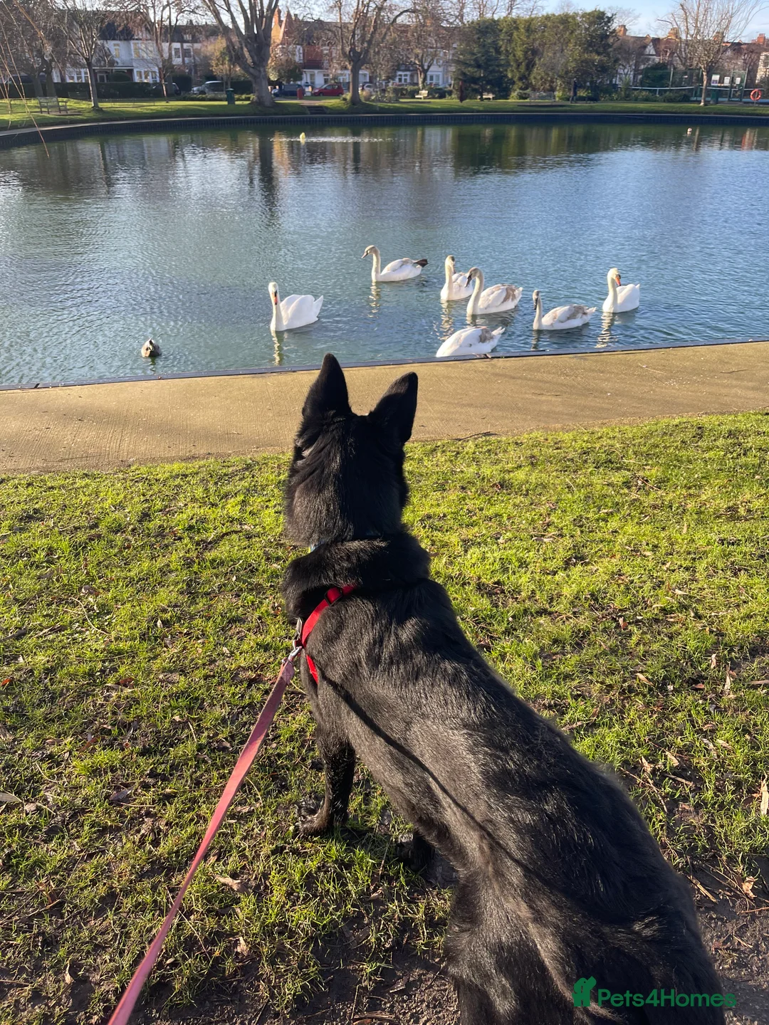 Mixed Breed dogs for sale: Shollie female  - Advert 10