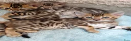 Bengal cats for sale: Tica RG pure bengels in Chesterfield - Advert 14