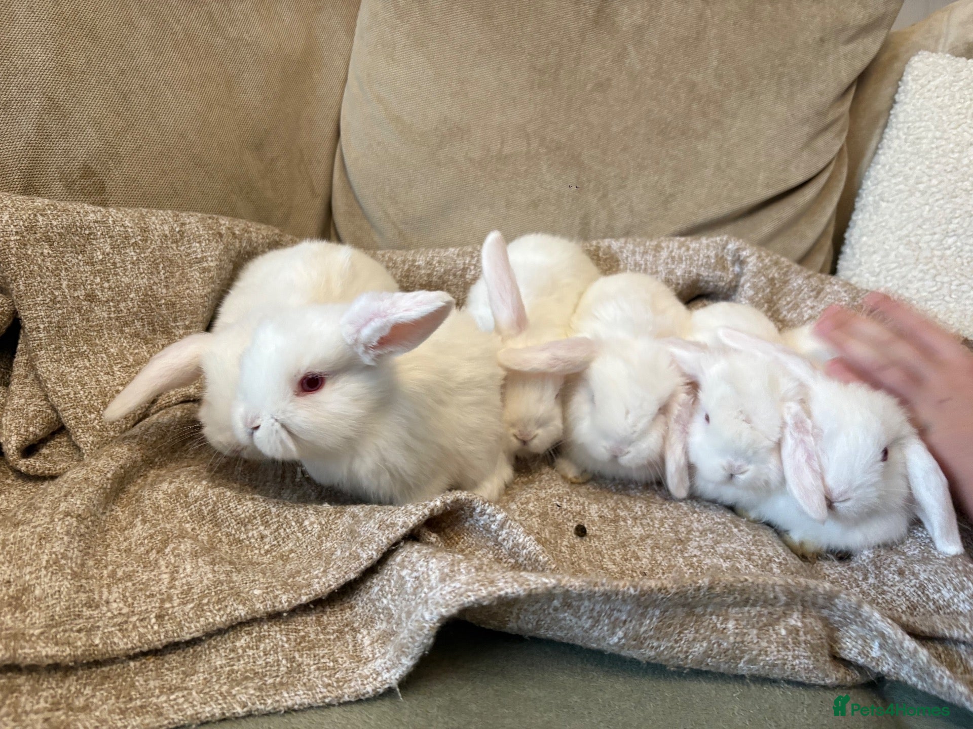 Mini Lop rabbits for sale: Mini Lop Rabbits - Advert 2
