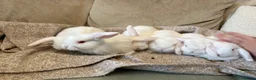 Mini Lop rabbits for sale: Mini Lop Rabbits - Advert 1