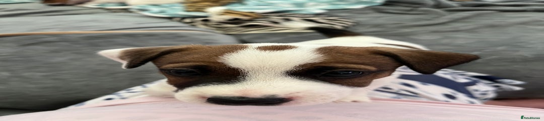 Jack Russell Puppy 2
