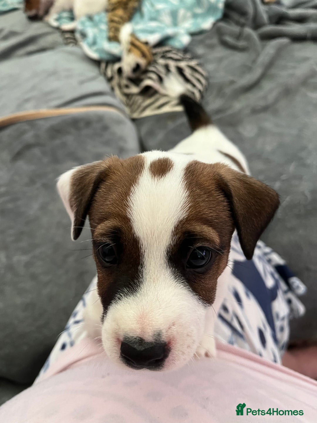 Mixed Breed dogs for sale: Jack Russell boys - Image 5