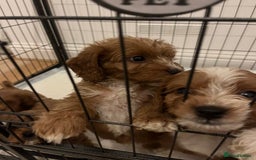 Mixed Breed dogs for sale: cavapoo pups - Image 3