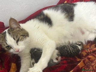 Mixed Breed cats 6 kittens are ready to go now - Advert 2