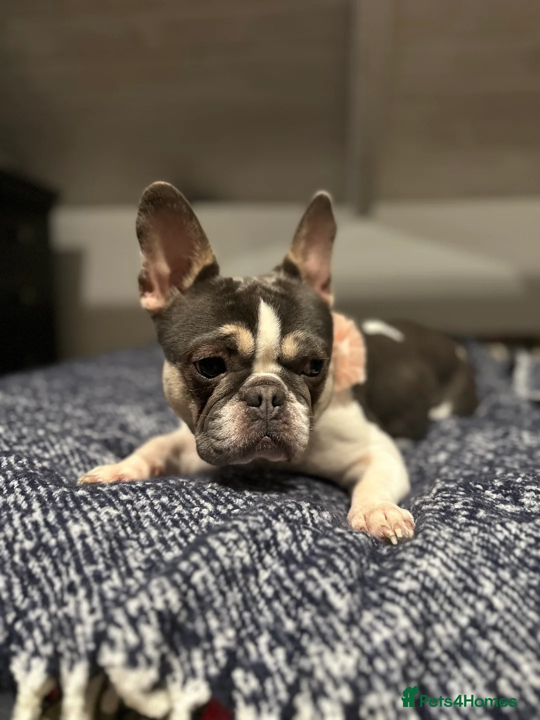 French Bulldog dogs for sale: 2 year old French Bulldog  - Advert 4
