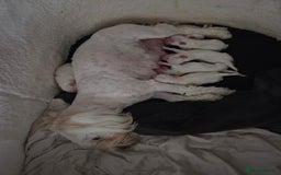 Bichon Frise dogs for sale: Four gorgeous boys and two wonderful girls - Image 10