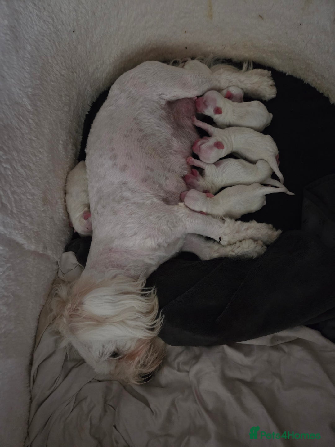 Bichon Frise dogs for sale: Four gorgeous boys and two wonderful girls - Image 10