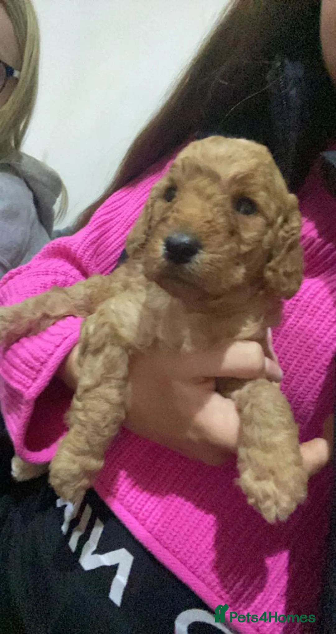 Cockapoo dogs for stud: Proven Red & white F1 cockapoo stud dog. in Barnsley - Advert 14