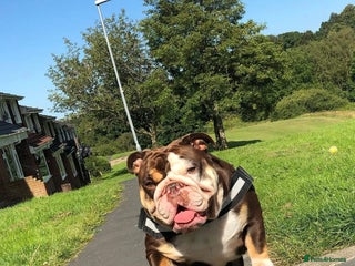 English Bulldog dogs English bulldogs - Advert 1