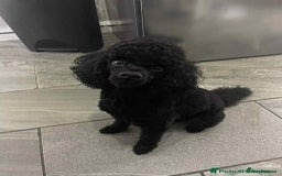Cockapoo dogs for stud: Remy 18 month old F1 cockapoo for stud  - Image 13
