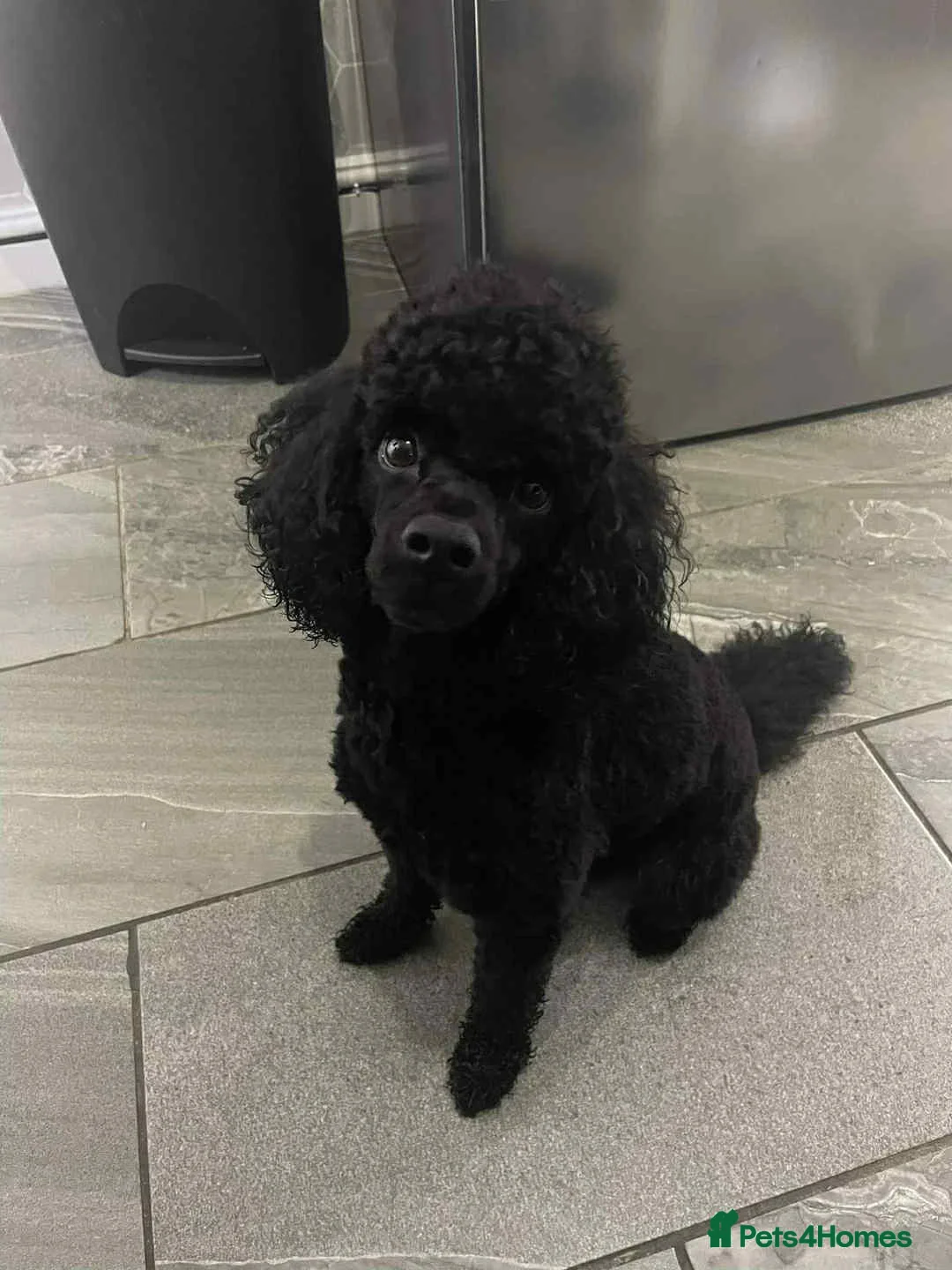 Cockapoo dogs for stud: Remy 2 year old F1 cockapoo for stud  - Advert 13